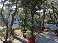 Квартиры в Геленджике. Лесной массив